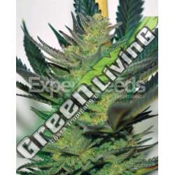 10 UND FEM - AFGHAN SKUNK * EXPERT SEEDS 10 UND FEMINIZADAS