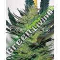 10 UND FEM - AFGHAN SKUNK * EXPERT SEEDS 10 UND FEMINIZADAS