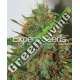 10 UND FEM - EXPERT HAZE * EXPERT SEEDS 10 UND FEMINIZADAS