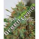 10 UND FEM - EXPERT HAZE * EXPERT SEEDS 10 UND FEMINIZADAS