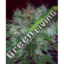 10 UND FEM - BLUE FUNK AUTO * EXPERT SEEDS 10 UND FEMINIZADAS