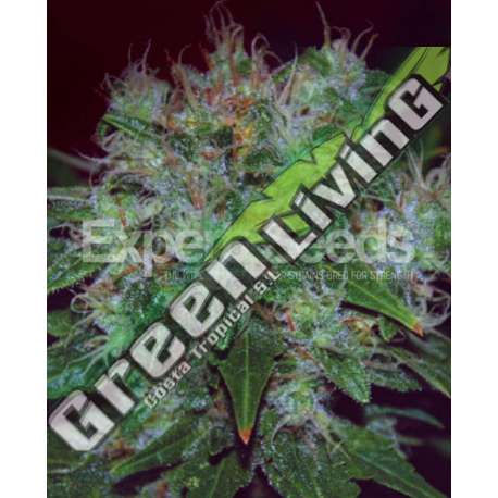 10 UND FEM - BLUE FUNK AUTO * EXPERT SEEDS 10 UND FEMINIZADAS