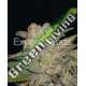 10 UND FEM - NORTHERN LIGHTS AUTO * EXPERT SEEDS 10 UND FEMINIZADAS
