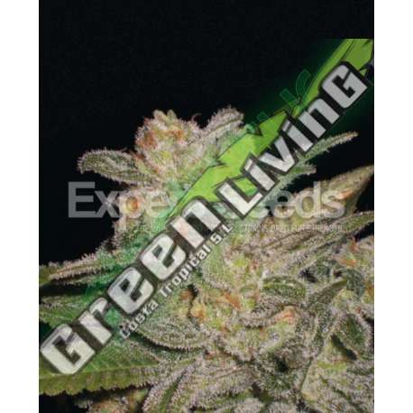 10 UND FEM - NORTHERN LIGHTS AUTO * EXPERT SEEDS 10 UND FEMINIZADAS