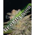 10 UND FEM - NORTHERN LIGHTS AUTO * EXPERT SEEDS 10 UND FEMINIZADAS