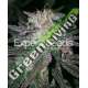 10 UND FEM - GORILLA COOKIES * EXPERT SEEDS 10 UND FEMINIZADAS
