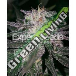10 UND FEM - GORILLA COOKIES * EXPERT SEEDS 10 UND FEMINIZADAS