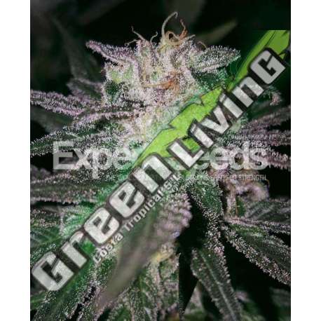 10 UND FEM - GORILLA COOKIES * EXPERT SEEDS 10 UND FEMINIZADAS