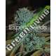 10 UND FEM - GORILLA GLUE 4 * EXPERT 10 UND FEMINIZADAS