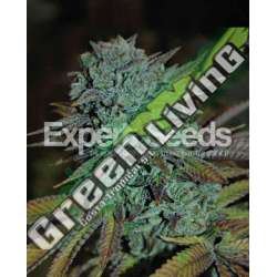 10 UND FEM - GORILLA GLUE 4 * EXPERT 10 UND FEMINIZADAS
