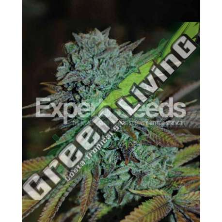 10 UND FEM - GORILLA GLUE 4 * EXPERT 10 UND FEMINIZADAS