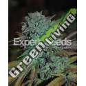 10 UND FEM - GORILLA GLUE 4 * EXPERT 10 UND FEMINIZADAS