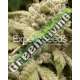 10 UND FEM - GORILLA GLUE 4 X WHITE WIDOW * EXPERT 10 UND FEMINIZADAS
