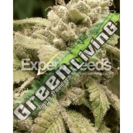 10 UND FEM - GORILLA GLUE 4 X WHITE WIDOW * EXPERT 10 UND FEMINIZADAS