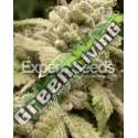 10 UND FEM - GORILLA GLUE 4 X WHITE WIDOW * EXPERT 10 UND FEMINIZADAS