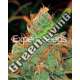10 UND FEM - GORILLA GLUE 4 X LILLY * EXPERT 10 UND FEMINIZADAS