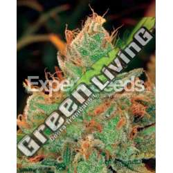 10 UND FEM - GORILLA GLUE 4 X LILLY * EXPERT 10 UND FEMINIZADAS