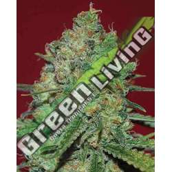 10 UND FEM - CLINICAL WHITE CBD * EXPERT 10 UND FEMINIZADAS
