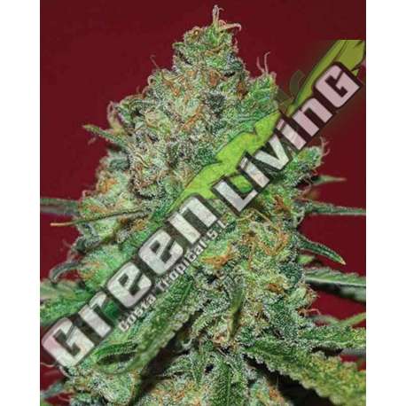 10 UND FEM - CLINICAL WHITE CBD * EXPERT 10 UND FEMINIZADAS