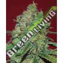 10 UND FEM - CLINICAL WHITE CBD * EXPERT 10 UND FEMINIZADAS