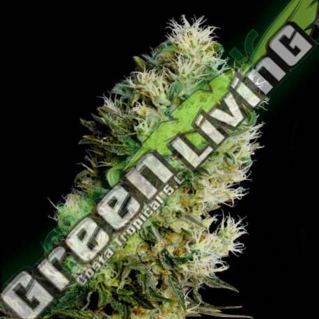 1 UND FEM - AMNESIA BILBO AUTOFLORECIENTE * GENEHTIK SEEDS FEMINIZADA 1 UND