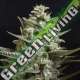 1 UND FEM - SWEET BILBO * GENEHTIK SEEDS FEMINIZADA 1 UND