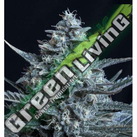 1 UND FEM - BLUBONIK * GENEHTIK SEEDS FEMINIZADA 1 UND