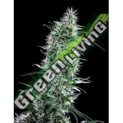 5 UND FEM - SANTA BILBO * GENEHTIK SEEDS FEMINIZADA 5 UND