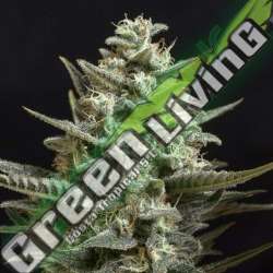 5 UND FEM - SWEET BILBO * GENEHTIK SEEDS FEMINIZADA 5 UND