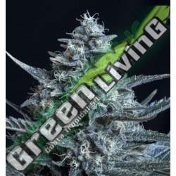 5 UND FEM - BLUBONIK * GENEHTIK SEEDS FEMINIZADA 5 UND