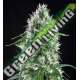 25 UND FEM - SUPER SILVER BILBO * GENEHTIK SEEDS 25 UND FEMINIZADAS