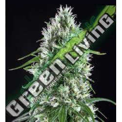 25 UND FEM - SUPER SILVER BILBO * GENEHTIK SEEDS 25 UND FEMINIZADAS