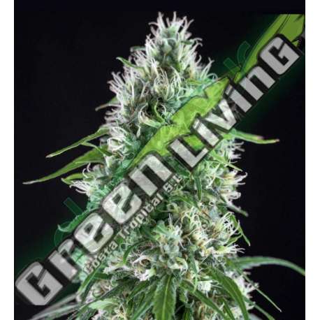 25 UND FEM - SUPER SILVER BILBO * GENEHTIK SEEDS 25 UND FEMINIZADAS