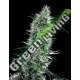 25 UND FEM - SANTA BILBO * GENEHTIK SEEDS FEMINIZADA 25 UND