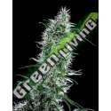 25 UND FEM - SANTA BILBO * GENEHTIK SEEDS FEMINIZADA 25 UND