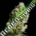 25 UND FEM - AMNESIA BILBO AUTOFLORECIENTE * GENEHTIK SEEDS FEMINIZADA 25 UND