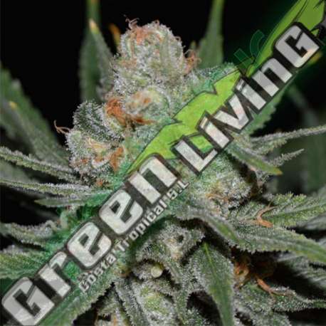 25 UND FEM - NEVIL BILBO AUTO * GENEHTIK SEEDS 25 UND FEMINIZADAS