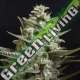 25 UND FEM - SWEET BILBO * GENEHTIK SEEDS FEMINIZADA 25 UND