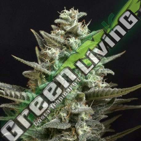 25 UND FEM - SWEET BILBO * GENEHTIK SEEDS FEMINIZADA 25 UND
