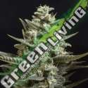 25 UND FEM - SWEET BILBO * GENEHTIK SEEDS FEMINIZADA 25 UND