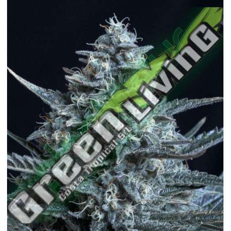 25 UND FEM - BLUBONIK * GENEHTIK SEEDS FEMINIZADA 25 UND