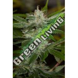 3 UND FEM - CHEMDAWG * HUMBOLDT 3 UND FEMINIZADAS