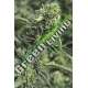 3 UND FEM - OG KUSH * HUMBOLDT SEEDS FEMINIZADA 3 SEEDS