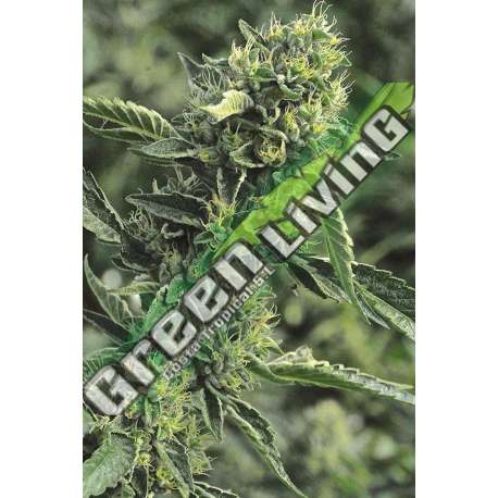 3 UND FEM - OG KUSH * HUMBOLDT SEEDS FEMINIZADA 3 SEEDS