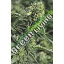 3 UND FEM - OG KUSH * HUMBOLDT SEEDS FEMINIZADA 3 SEEDS