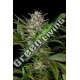 3 UND FEM - PINEAPPLE SKUNK * HUMBOLDT SEEDS FEMINISED 3 UND