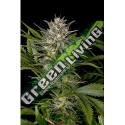 3 UND FEM - PINEAPPLE SKUNK * HUMBOLDT SEEDS FEMINISED 3 UND