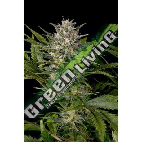 3 UND FEM - PINEAPPLE SKUNK * HUMBOLDT SEEDS FEMINISED 3 UND