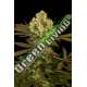 3 UND FEM - SOUR BLUEBERRY * HUMBOLDT SEEDS FEMINIZADA 3 SEEDS