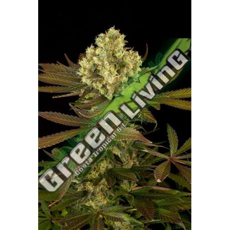 3 UND FEM - SOUR BLUEBERRY * HUMBOLDT SEEDS FEMINIZADA 3 SEEDS